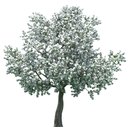 Realistic Blossom Tree PNG Clip Art