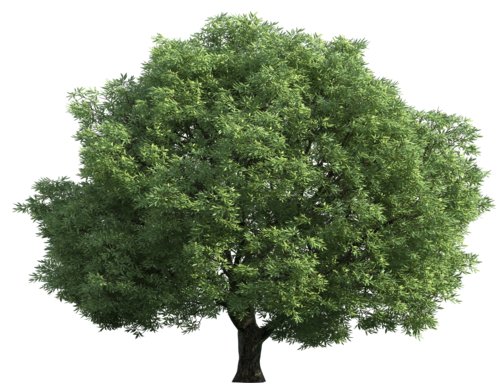 Realistic Green Tree PNG Clip Art