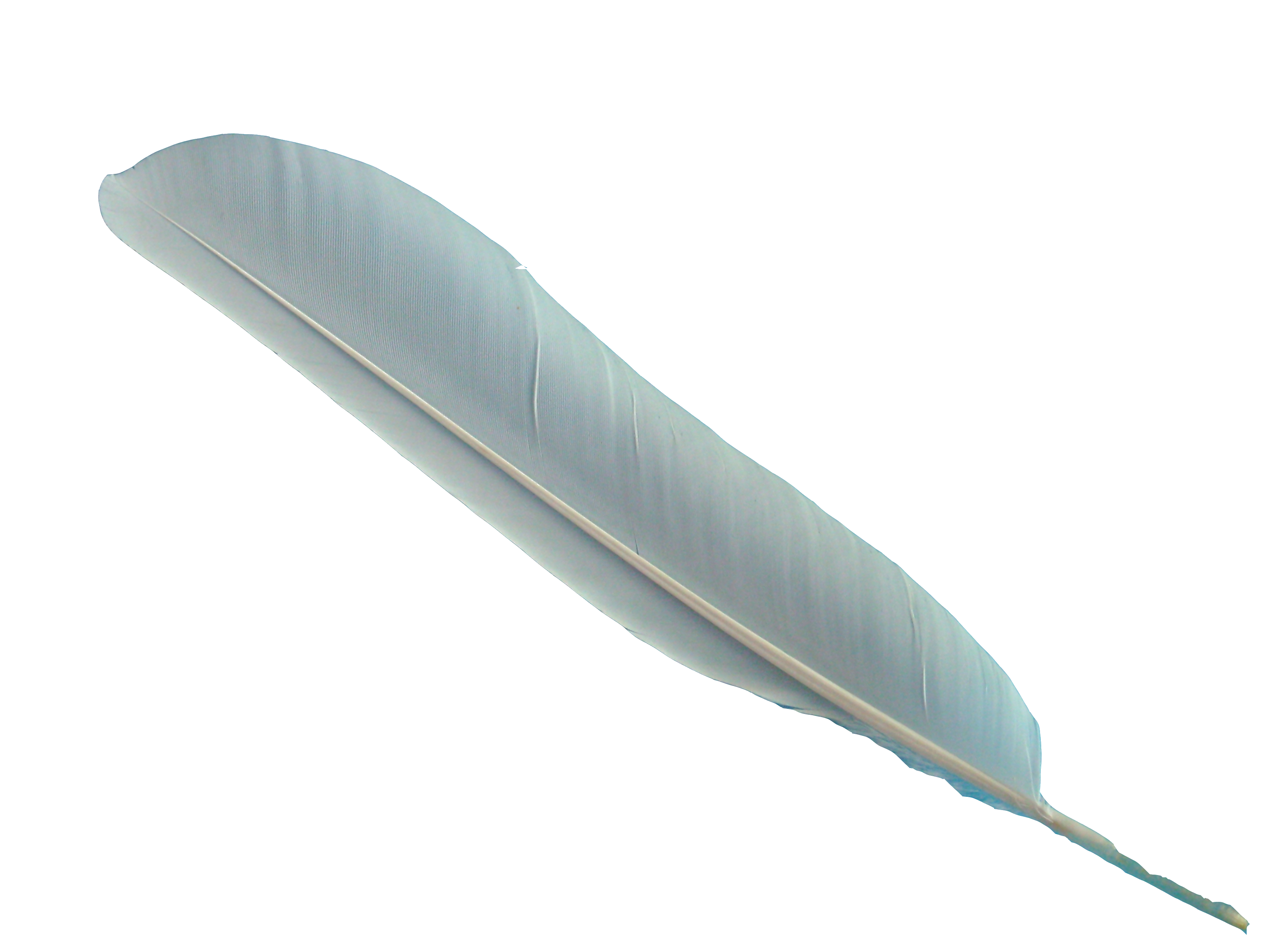 feather png image with transparent background