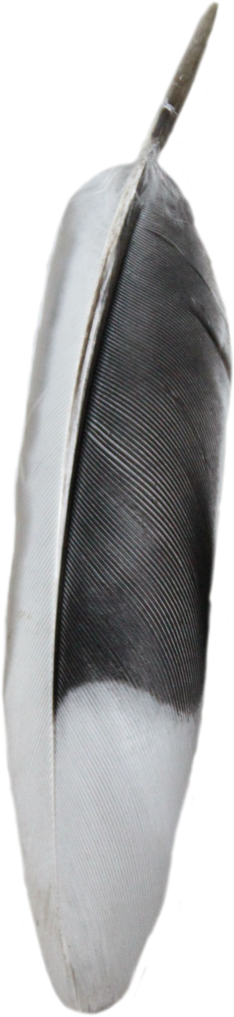 black and white feather png transparent