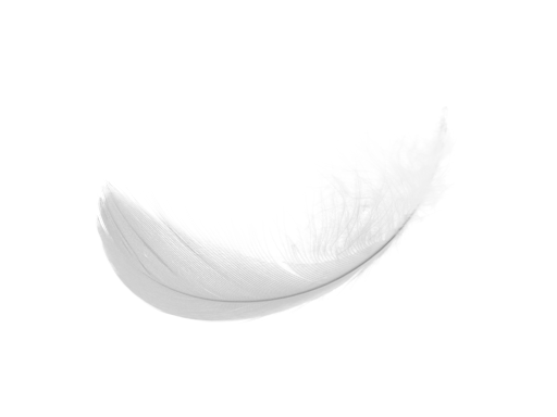 simple white feaher png