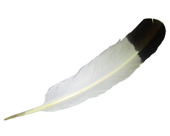 transparent white balck feather png image