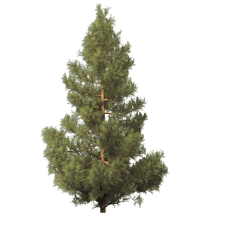 fir tree png transparent 2468