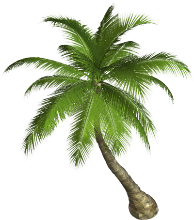 palm tree png image 2500