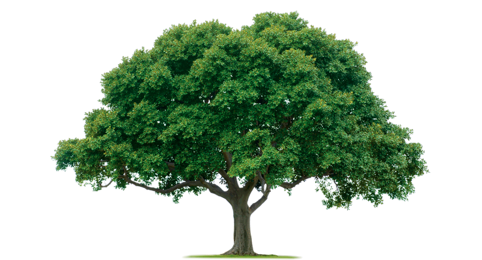 tree png 1380909949