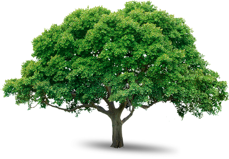tree png 216