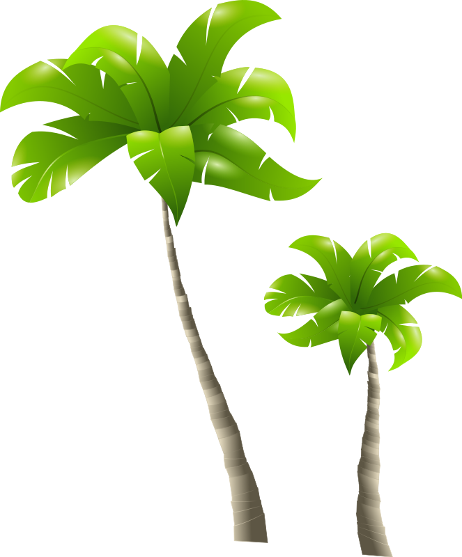 palm tree png image 2497