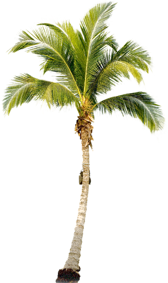palm tree png image 2489