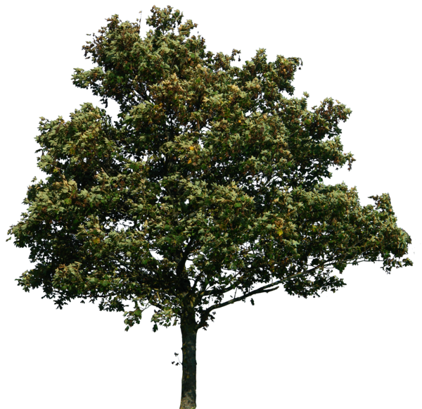 real tree simple png  clip art
