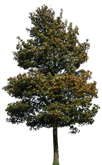 tree png 1380909751