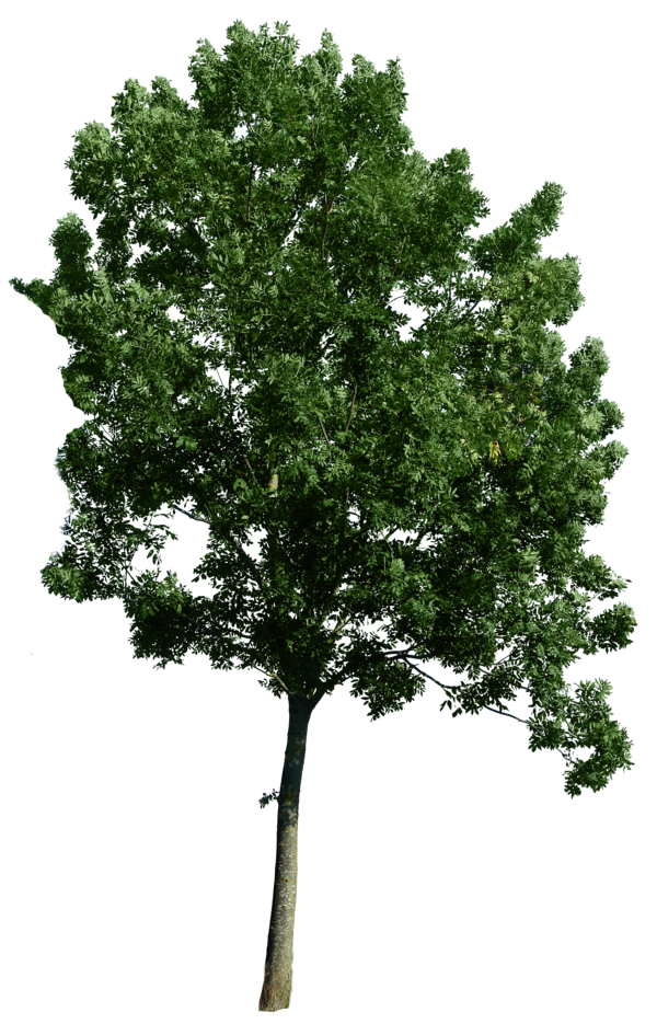 tree png 1380909809