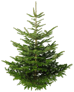 fir tree png transparent 2473