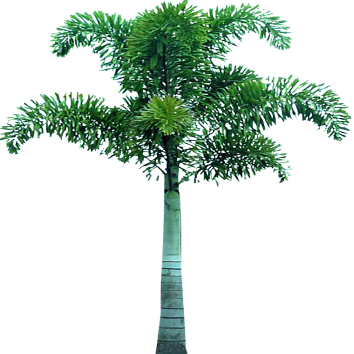 palm tree png image 2507