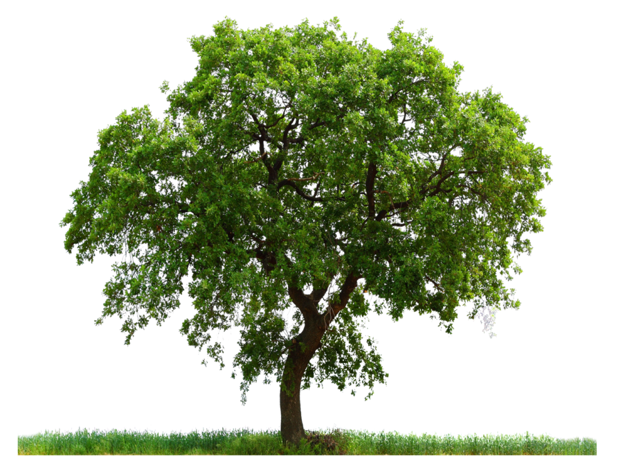 tree png 227