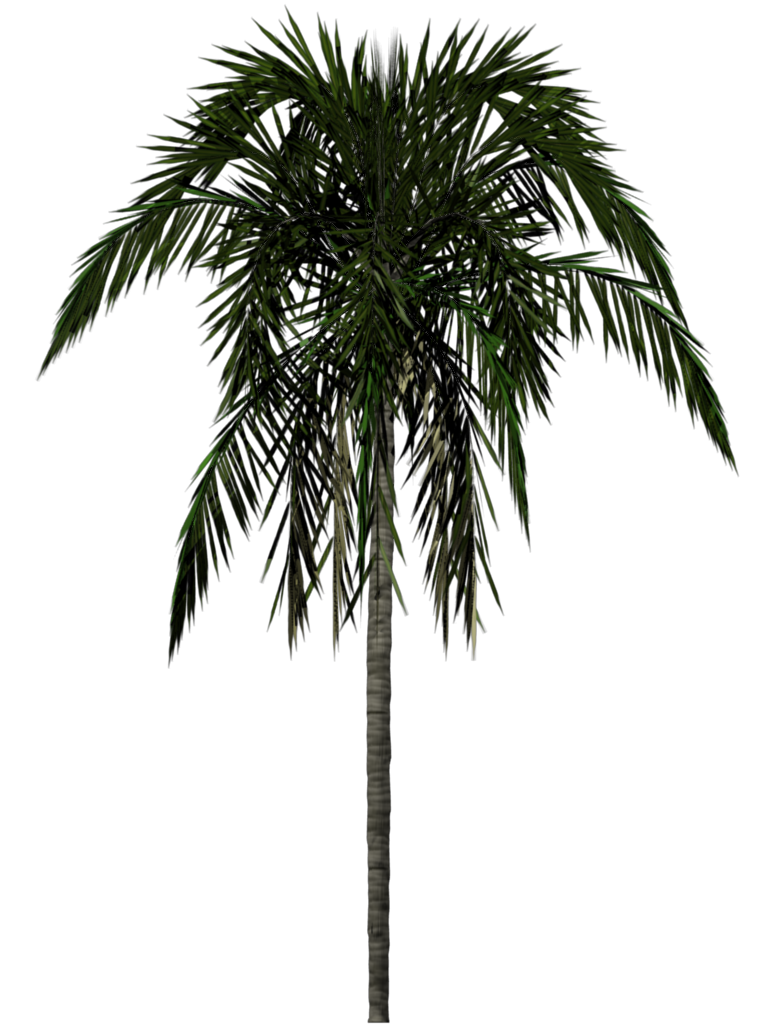 palm tree png image 2503