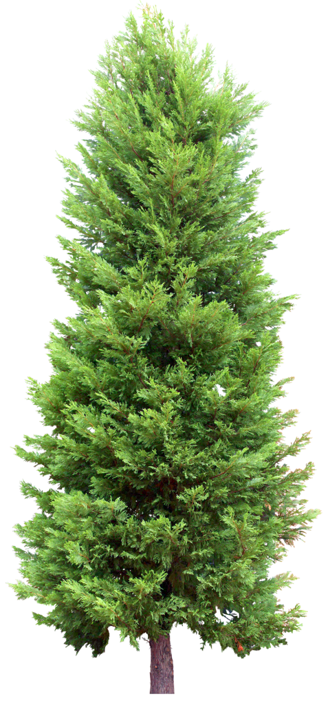fir tree png transparent 2472