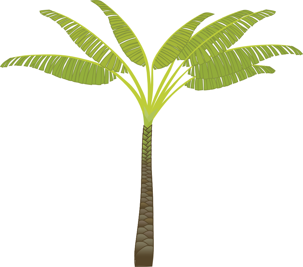 palm tree png image 2488