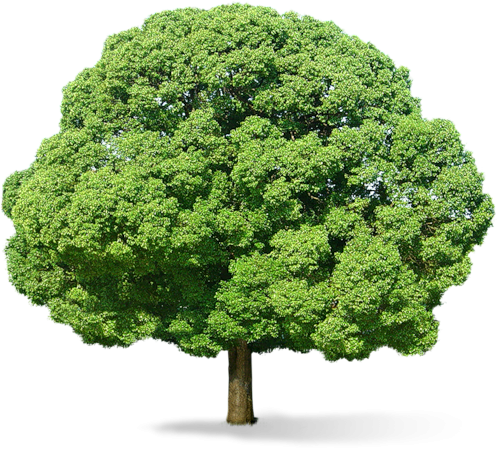 tree png 3470