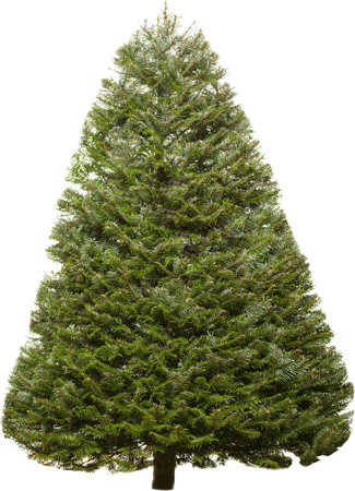 fir tree png transparent 2474