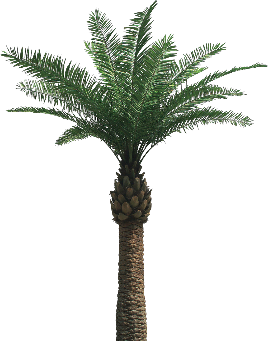 palm tree png image 2505