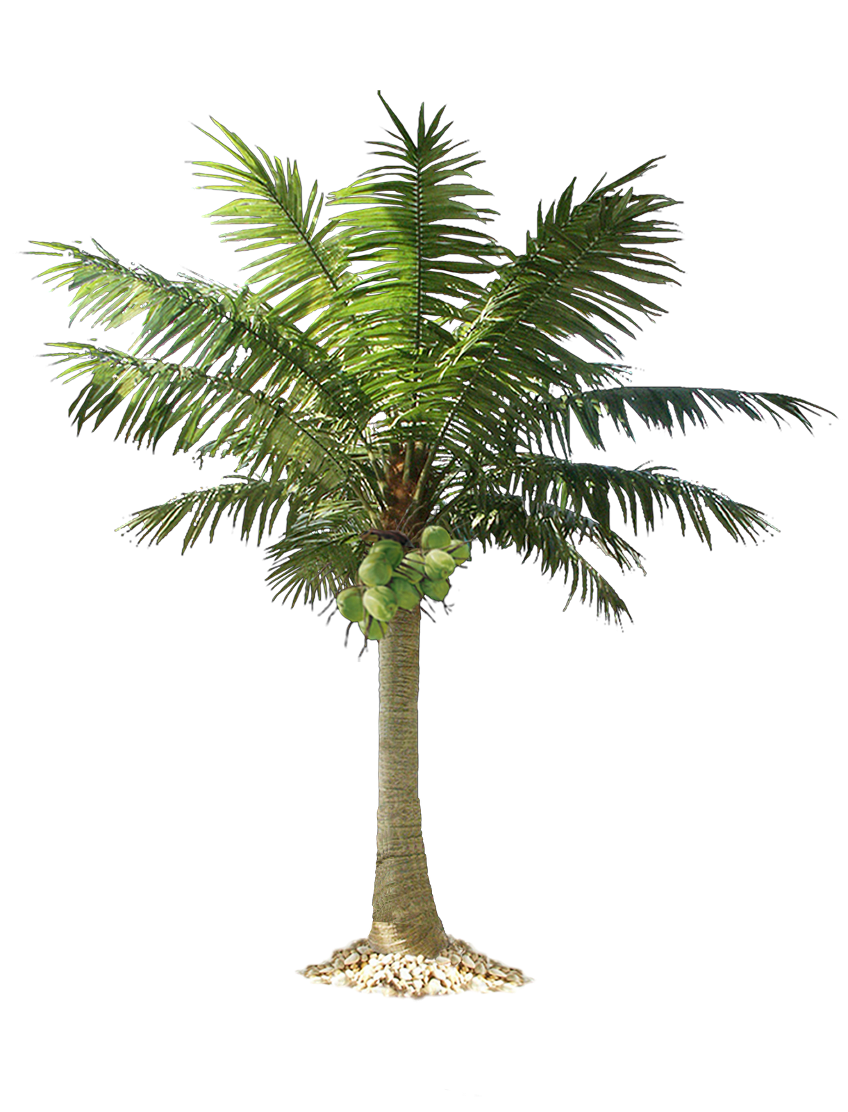 palm tree png image 2502
