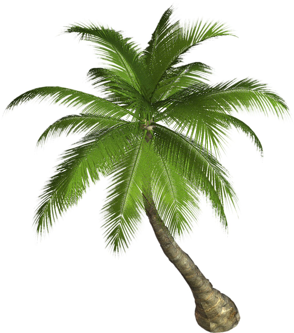 palm tree png image 2492