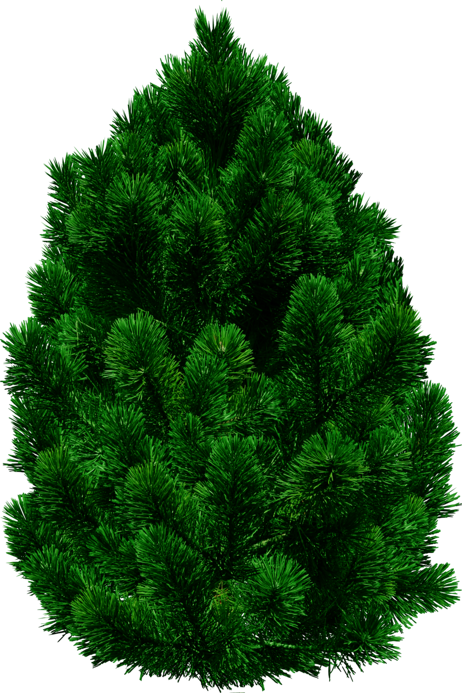 fir tree png transparent 2508