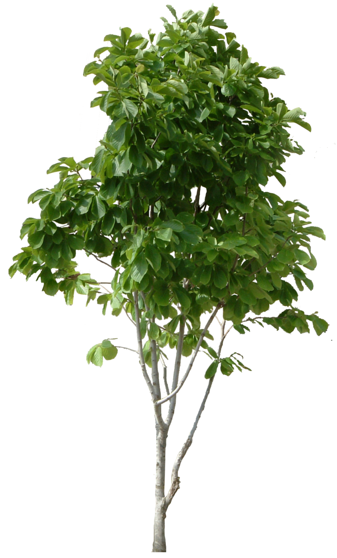 tree png 230