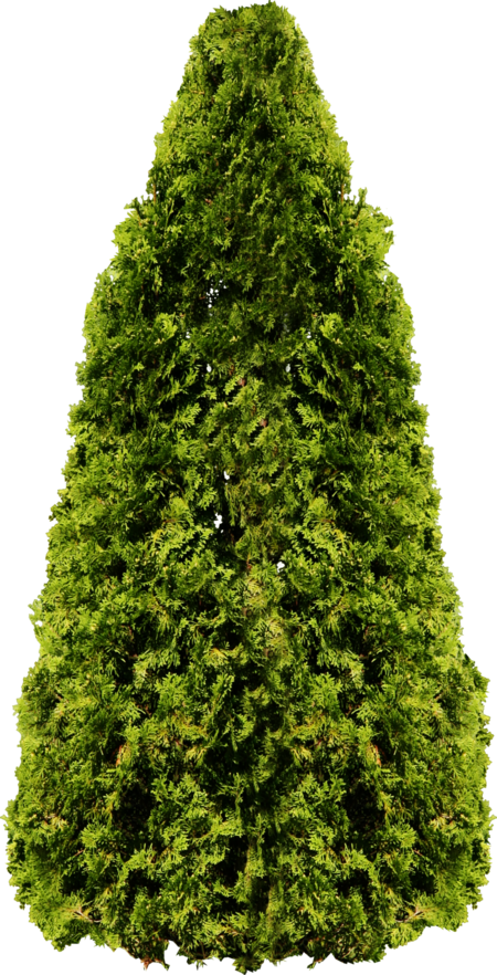 fir tree png transparent 2513