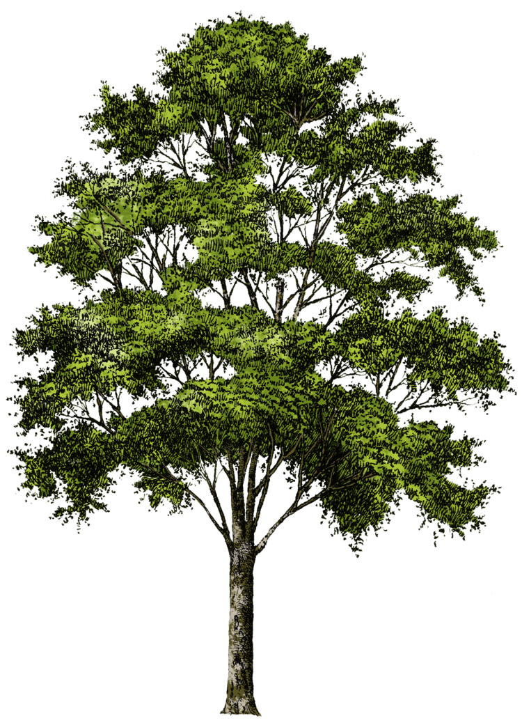 tree png 1380909977