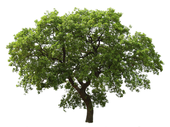 tree png 3498