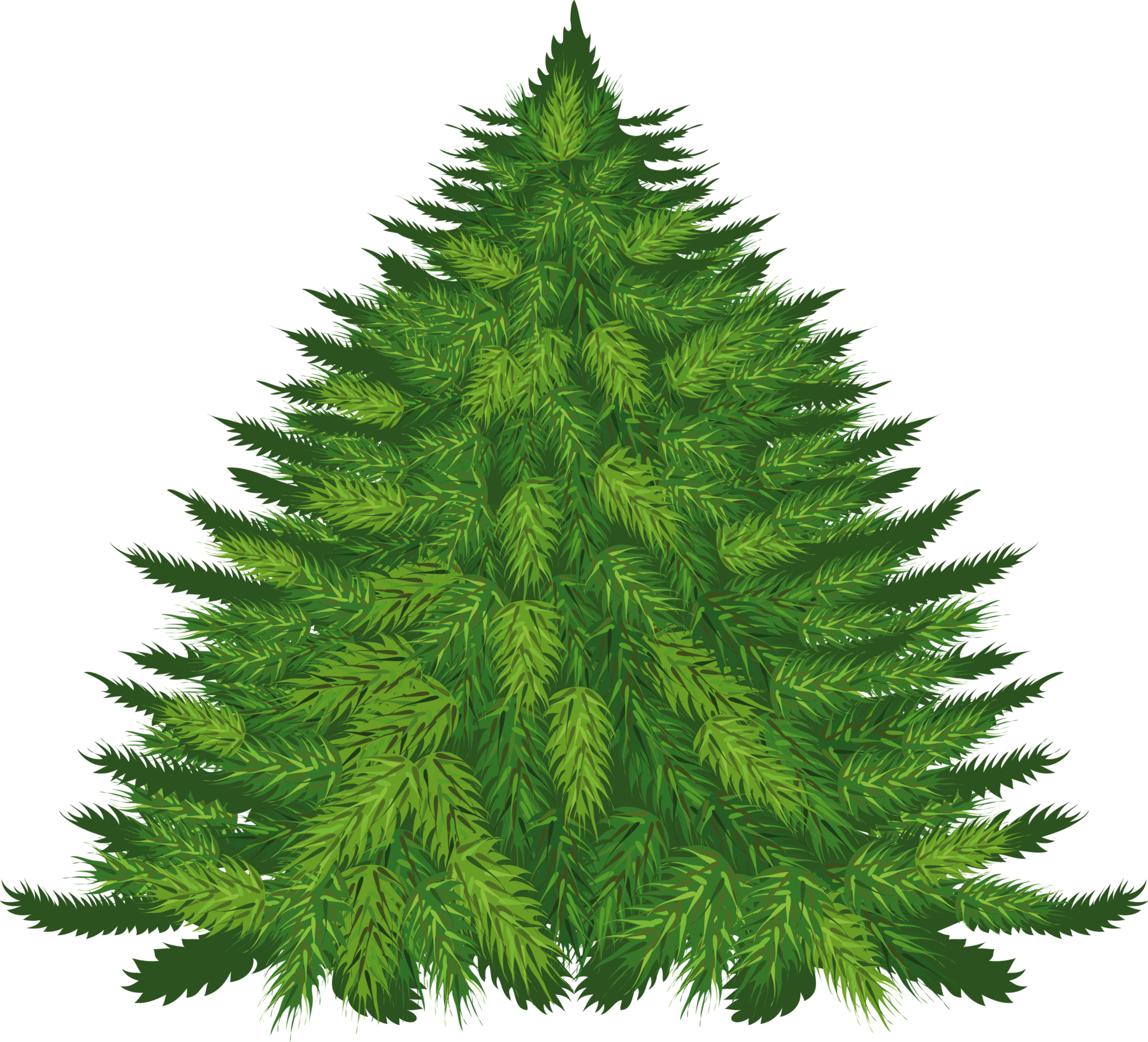fir tree png transparent 2511