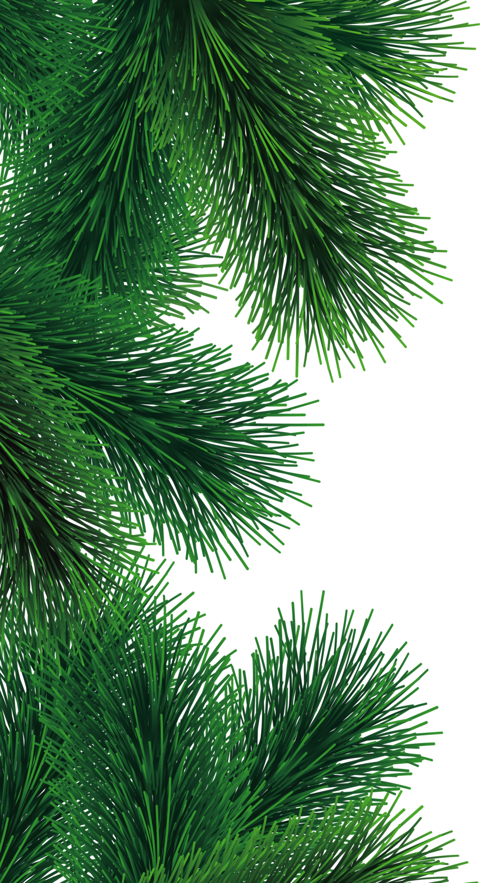 fir tree png transparent 3696