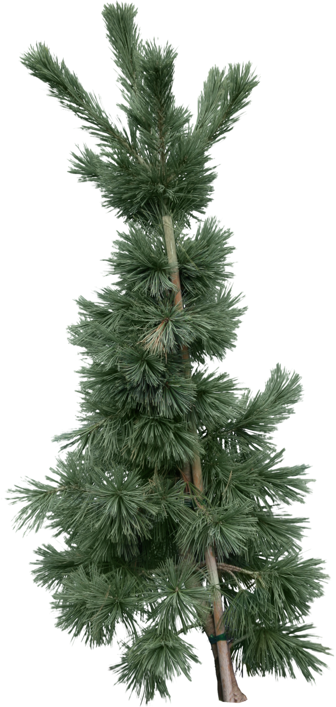 fir tree png transparent 3689