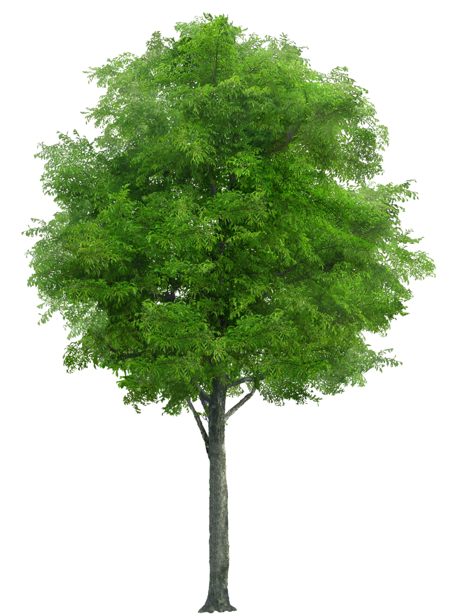 tree png 1380910085
