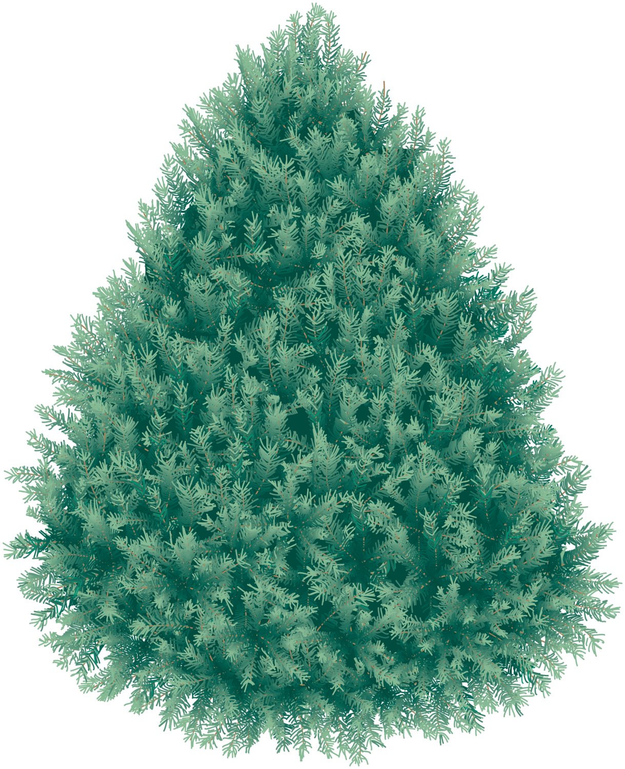 fir tree png transparent 2477