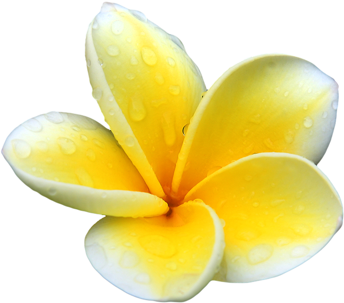 Plumeria Flowers Png Picture
