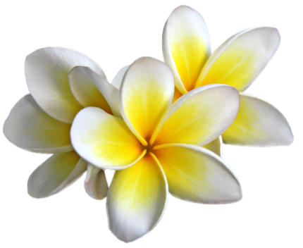 1499451368Plumeria Flowers Png Transparent Image