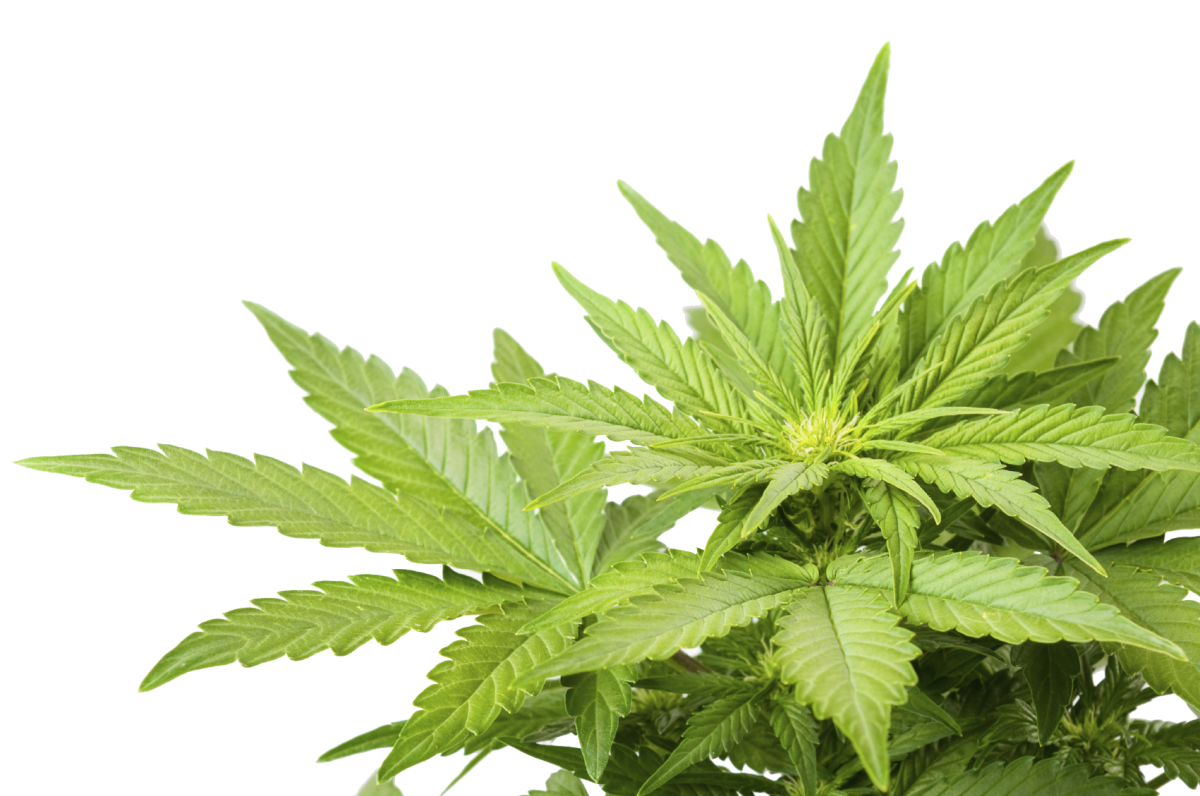cannabis weed marijuana leaf png