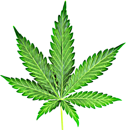Cannabis Marijuana Leaf Clipart Png