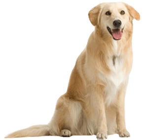 8 dog png image picture download dogs