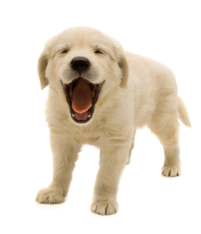 60 dog png image picture download dogs