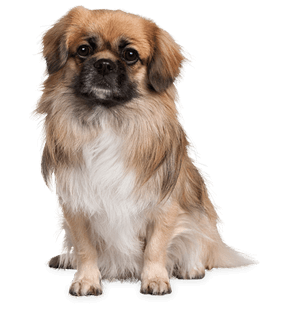 48 small puppy png image picture download dogs