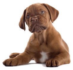 2 dog png image picture download dogs