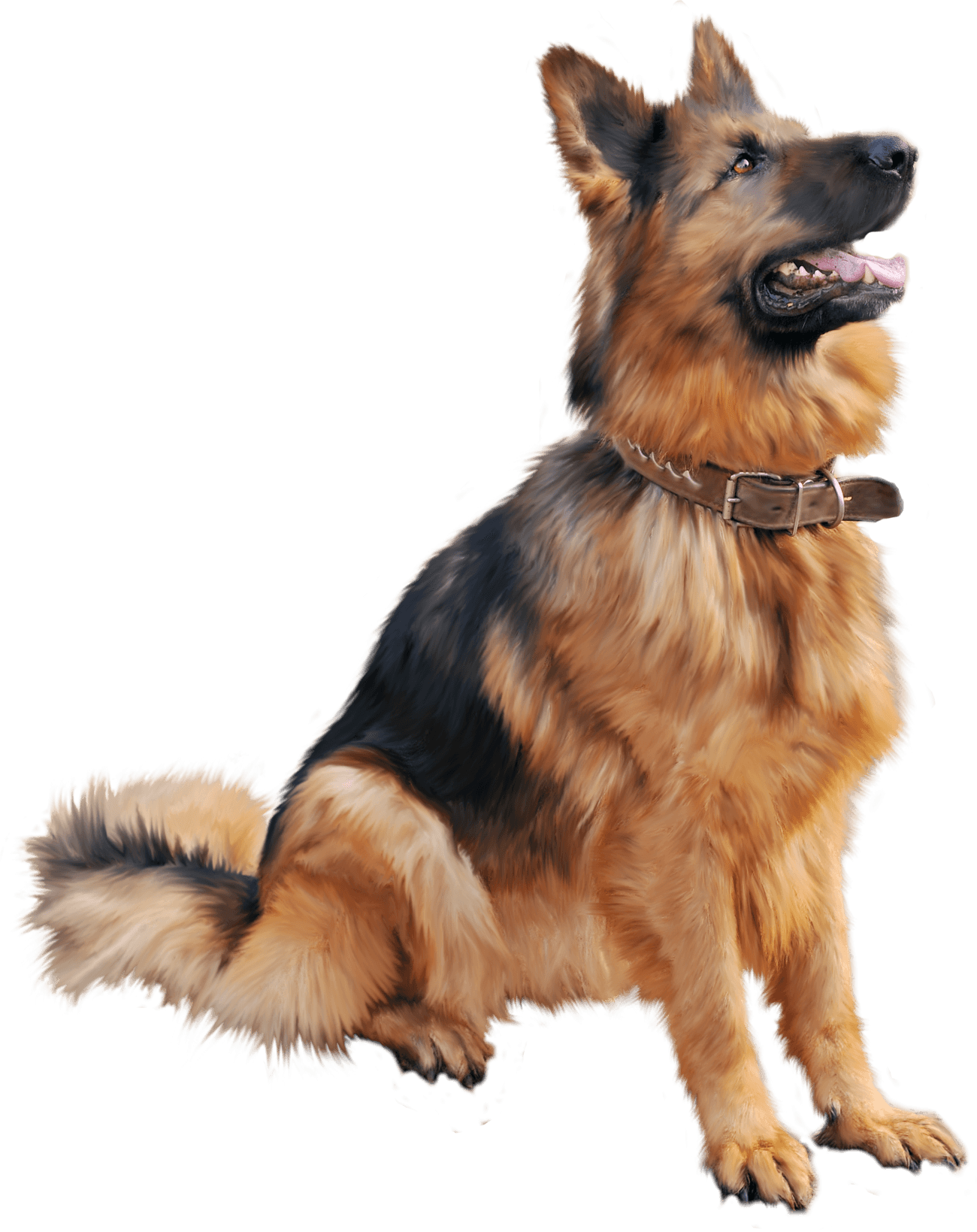 63 dog png image picture download dogs