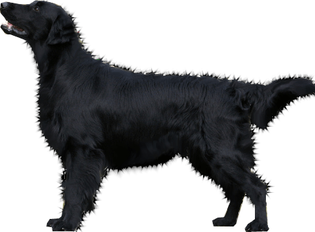 34 dog png image picture download dogs