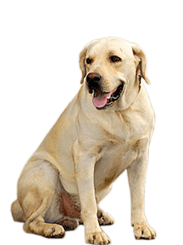 44 small puppy png image picture download dogs