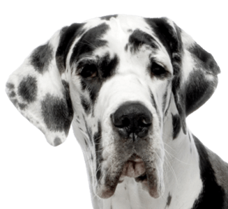 1 dog png image picture download dogs