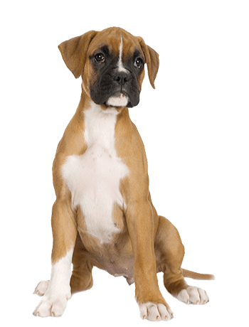 46 dog png image picture download dogs