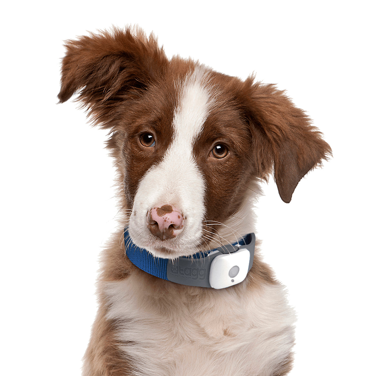 77 dog png image picture download dogs